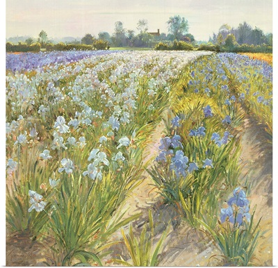 Blue and White Irises, Wortham