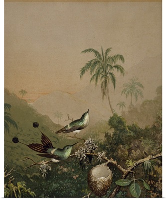 Brazilian Hummingbirds II