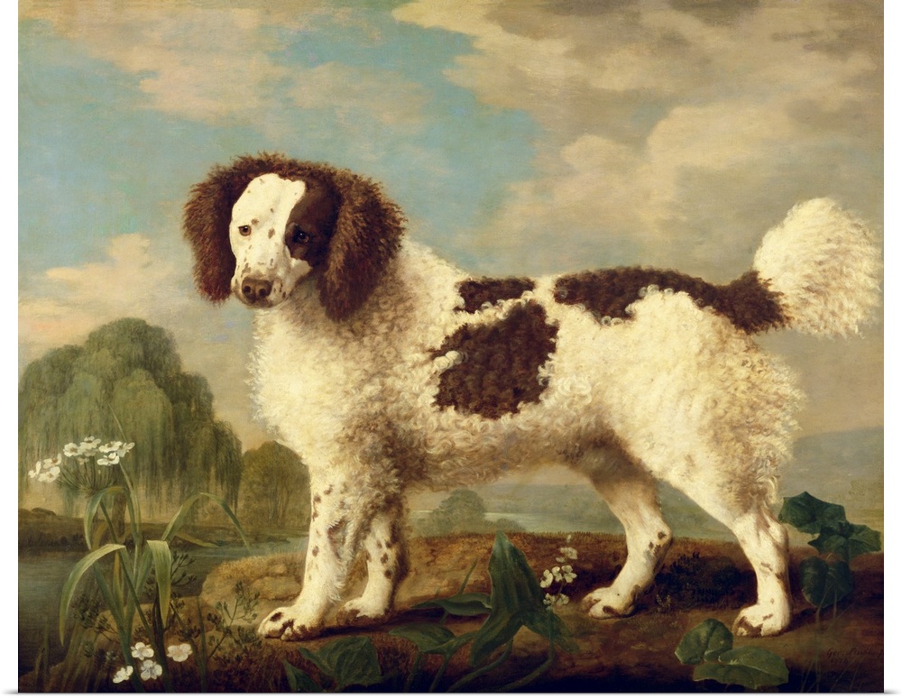 Brown and White Norfolk or Water Spaniel, 1778