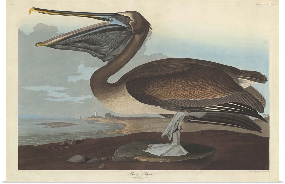 Brown Pelican, 1838, coloured engraving.  By John James Audubon (1785-1851).