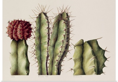 Cacti, 1999