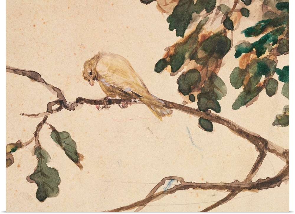 XKH144770 Canary on an Oak Tree Branch (w/c on paper) by Menzel, Adolph Friedrich Erdmann von (1815-1905); 8.8x116 cm; Ham...