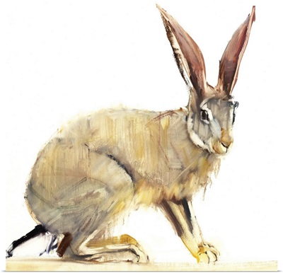 Cape Hare, 2010