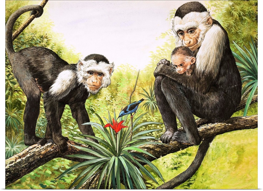 Nature Wonderland: Capuchin Monkeys. Original artwork for "Treasure," issue 358, 22 November 1969.