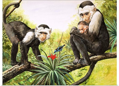 Capuchin Monkeys, illustration from 'Nature's Wonderland', 1969