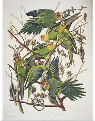 Carolina Parakeet, from 'Birds of America', 1829