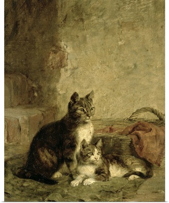 Cats, 1883