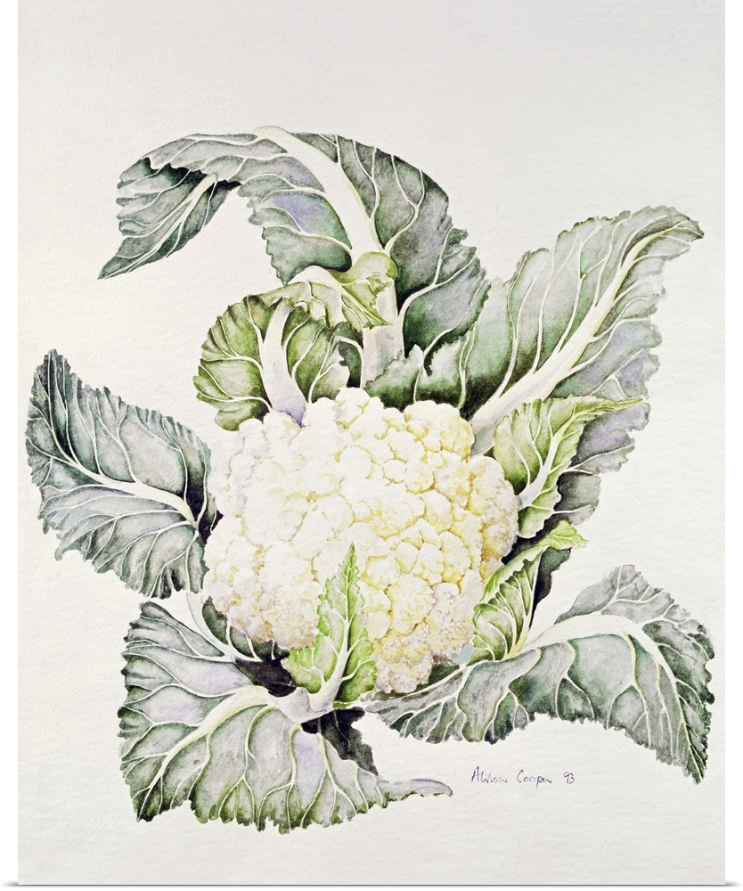 Cauliflower Study, 1993
