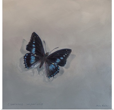 Charaxes Imperialis 1 (A), 2014