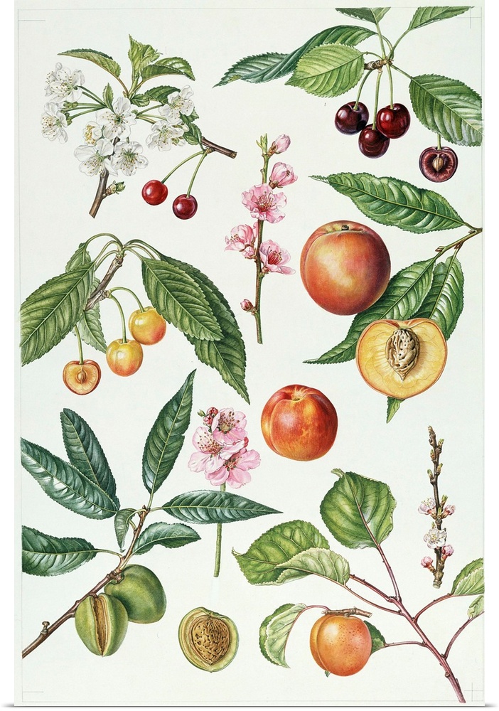ERI64943 Cherries and other fruit-bearing trees (w/c)  by Rice, Elizabeth (Contemporary Artist); watercolour; Private Coll...