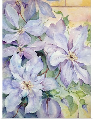 Clematis, The President