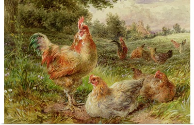 Cochin China Fowls, 19th century