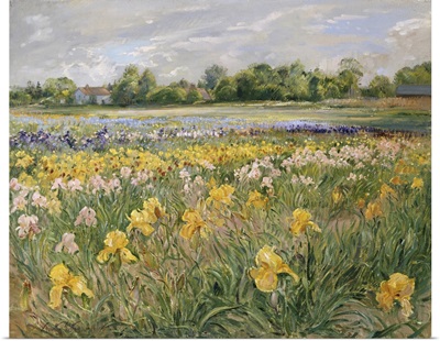 Cottages And Iris Field