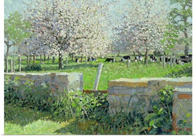 Cows in the Orchard, 1988