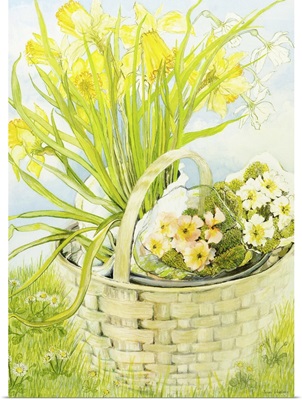 Daffodils and primroses in a basket
