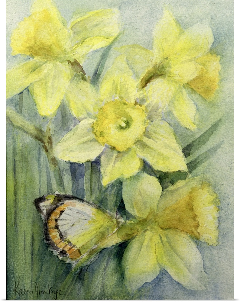 Delias Mysis (Union Jack) Butterfly on Daffodils
