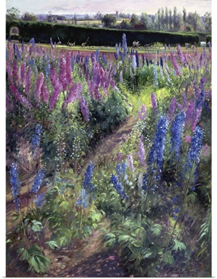 Delphinium Field And Hoers, 1991