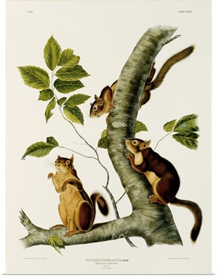 Douglas' Squirrel, From The Folio 'The Viviparous Quadrupeds Of North America'