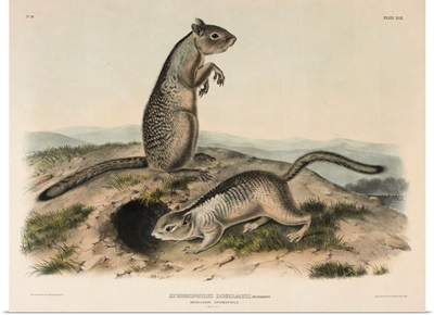 Douglasses Spermophile (Spermophillus Douglassii), 1844