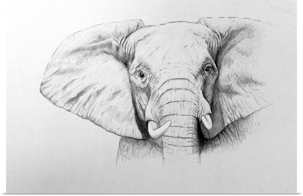 Elephant, 2011 (watercolour paint and pencil) by Grafton, Ele.