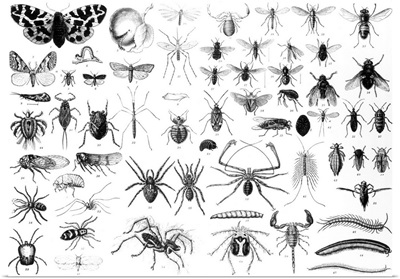Entomology - Myriapoda and Arachnida