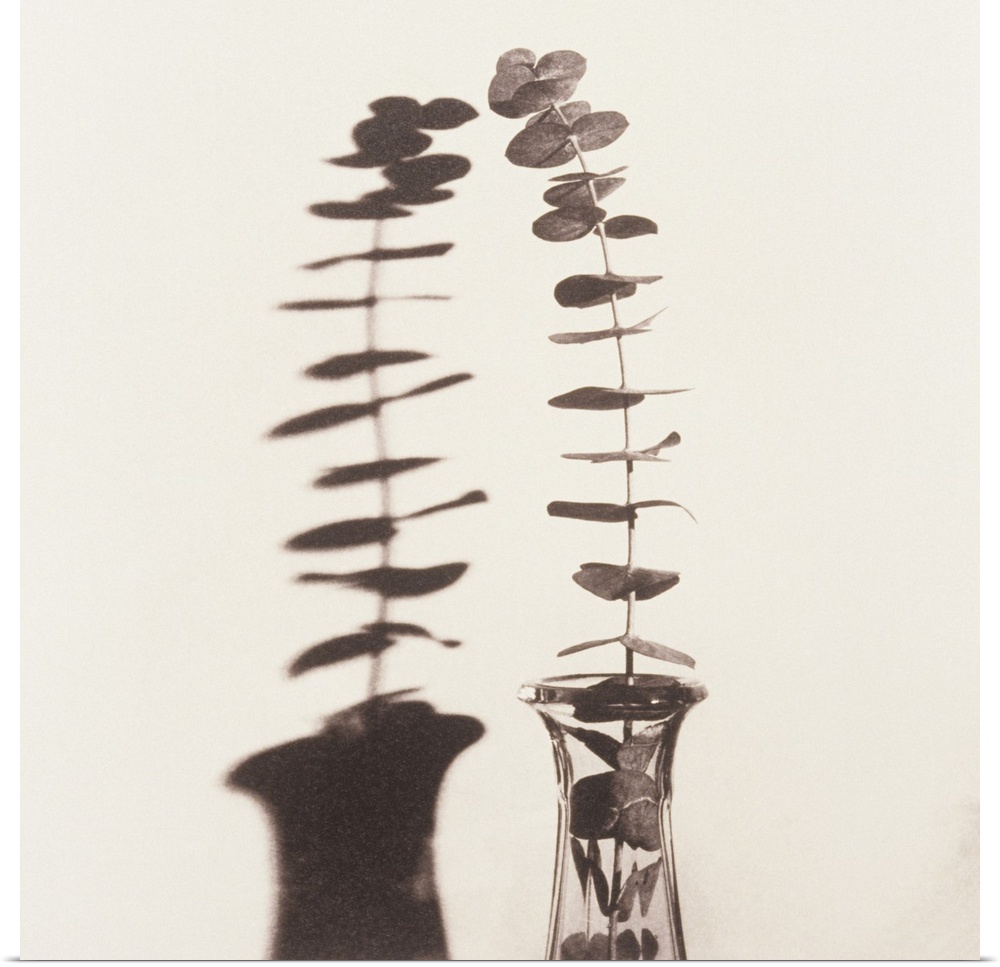 Eucalyptus Twig in Vase with Shadow.  By Graeme Harris (b.1945).