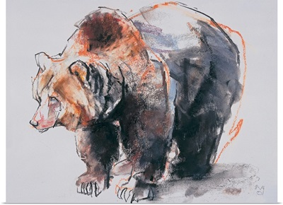 European Brown Bear, 2001
