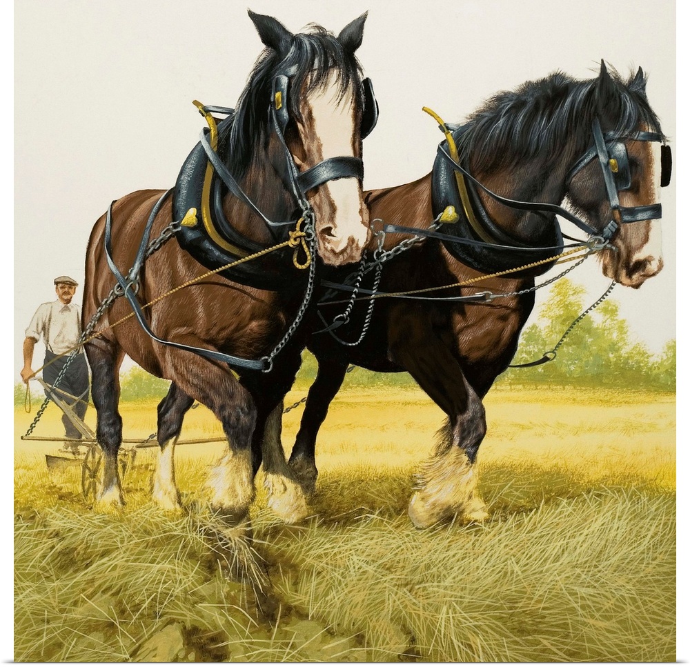Farm Horses. Before the Middle Ages, oxen were used for farm work, but the invention of the horse collar and the large sup...