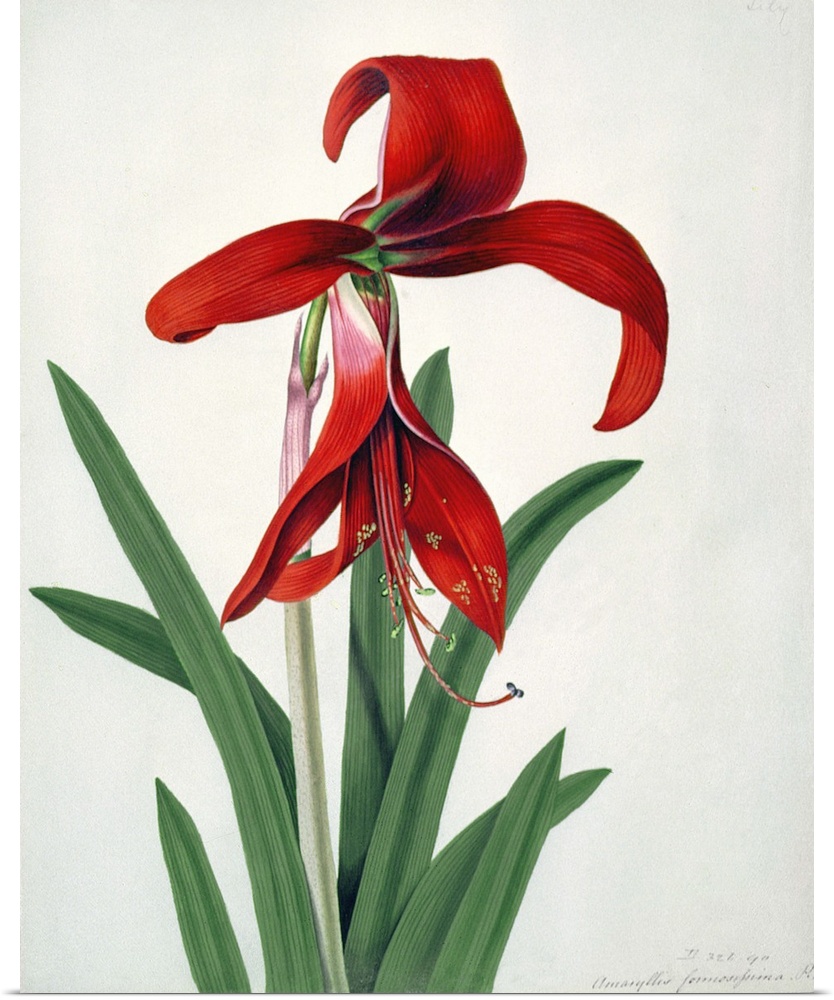 BAL25563 Flower Study, (w/c)  by Brown, Peter (fl.1758-99); watercolour; Victoria