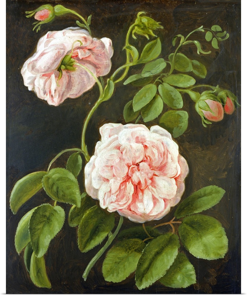 XKH179055 Flower Study (oil on canvas)  by Tischbein, Johann Friedrich August (1750-1812); oil on panel; 33.4x27.4 cm; Ham...