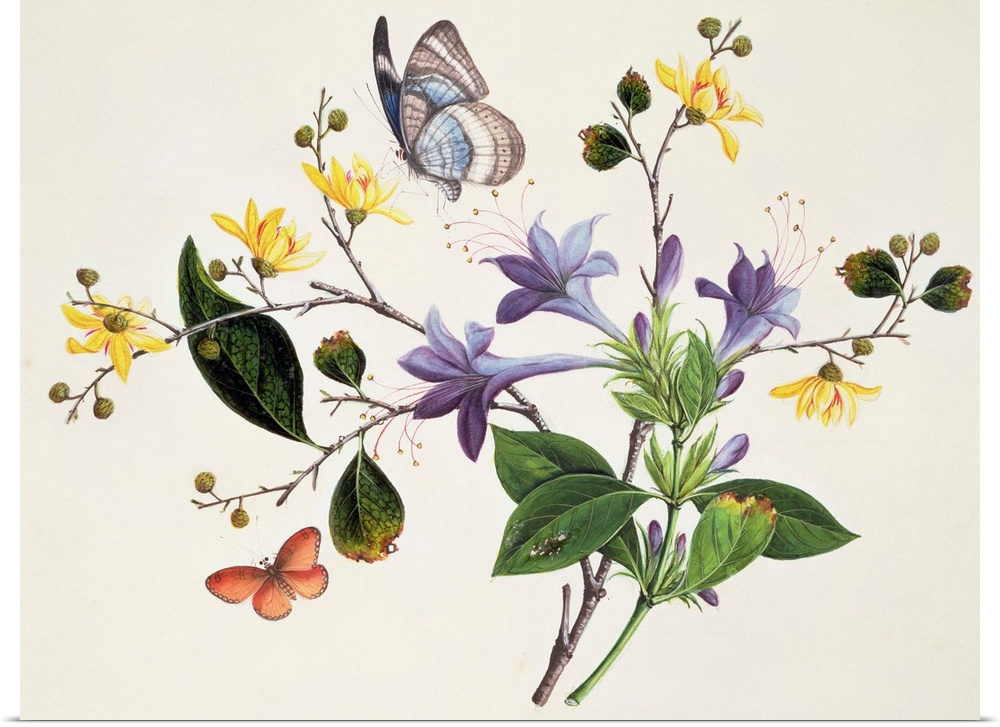 Flower Study and Insects (w/c on paper) by Chinese School, (19th century) Fitzwilliam Museum, University of Cambridge, UK