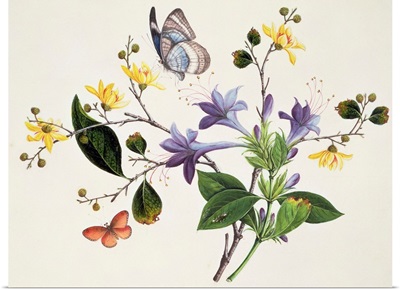Flower Study and Insects
