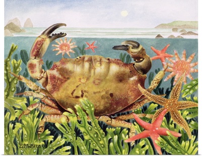 Furrowed Crab with Starfish Underwater, 1997