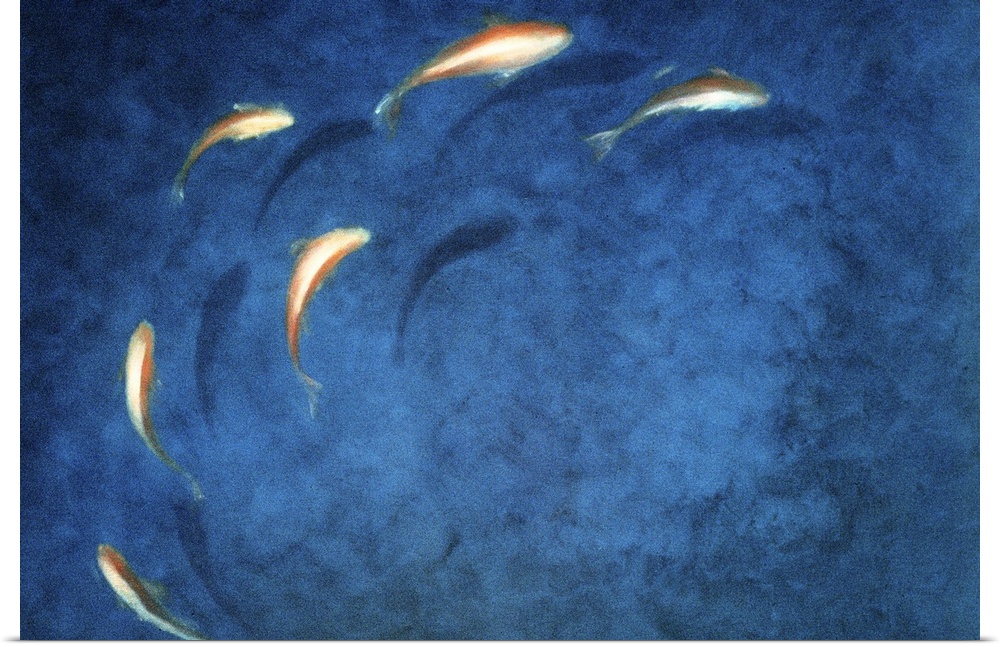 Artwork of fish swimming in a pond in a circular pattern.