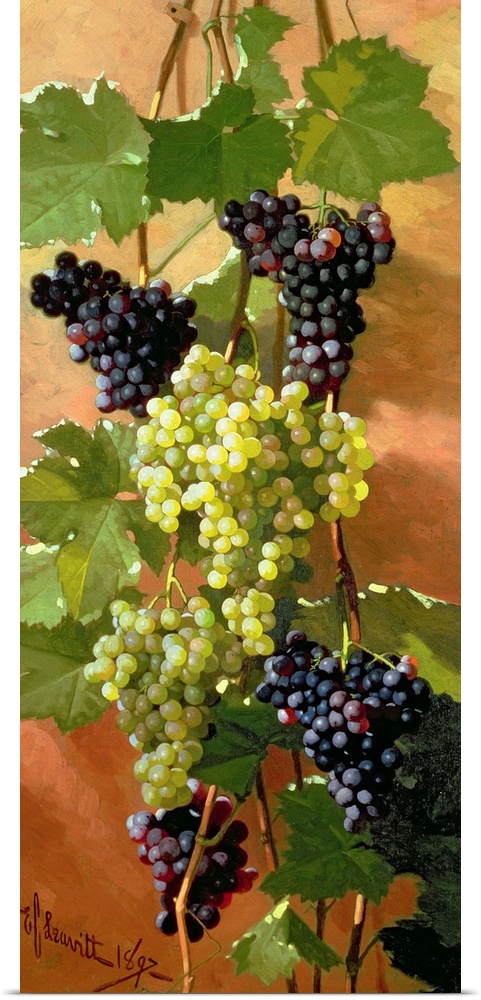 Grapes, 1897