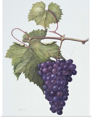 Grapes, 1994