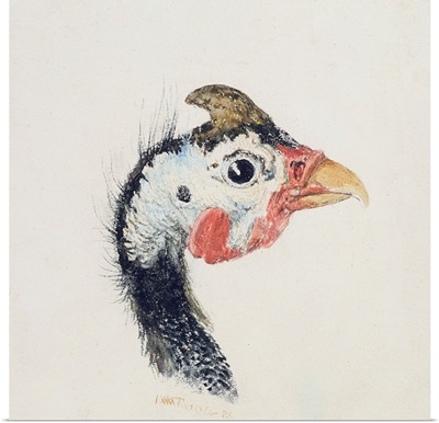 Guinea Fowl, from The Farnley Book of Birds, c.1816