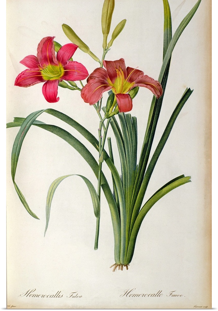 BAL46166 Hemerocallis fulva, from `Les Liliacees', 1805 (coloured engraving)  by Redoute, Pierre Joseph (1759-1840); Linne...