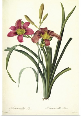 Hemerocallis fulva (lily), from, Les Liliacees, 1808-16
