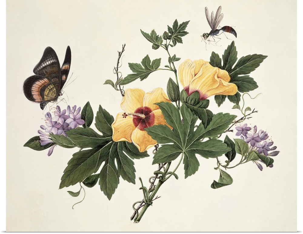 Hibiscus and Butterfly (w/c on paper); by Chinese School, (19th century); watercolour on paper; Fitzwilliam Museum, Univer...