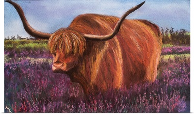 Highland Bull In Scotish Heather, 2018