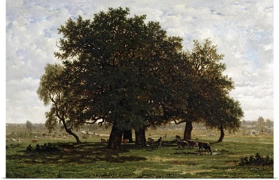 Holm Oaks, Apremont, 1850 52