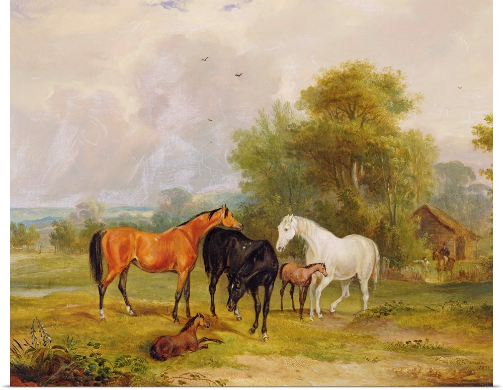 Horses Grazing: Mares and Foals in a Field