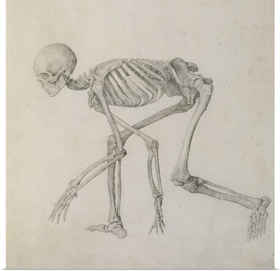 Human Skeleton: Lateral view in Crouching Posture