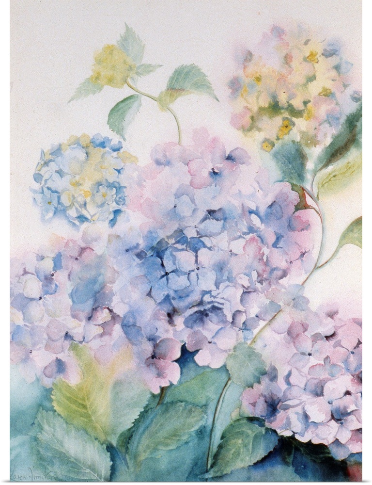 KA13182 Hydrangea, Blue Wave I by Armitage, Karen (Contemporary Artist); Private Collection; English,  in copyright..PLEAS...