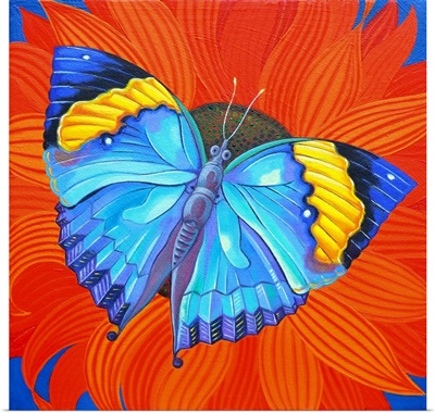 Indian Leaf Butterfly, 2014