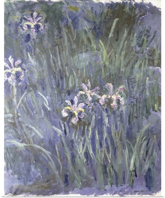 Iris, 1914-1917