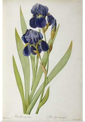 Iris Germanica, from Les Liliacees, 1805