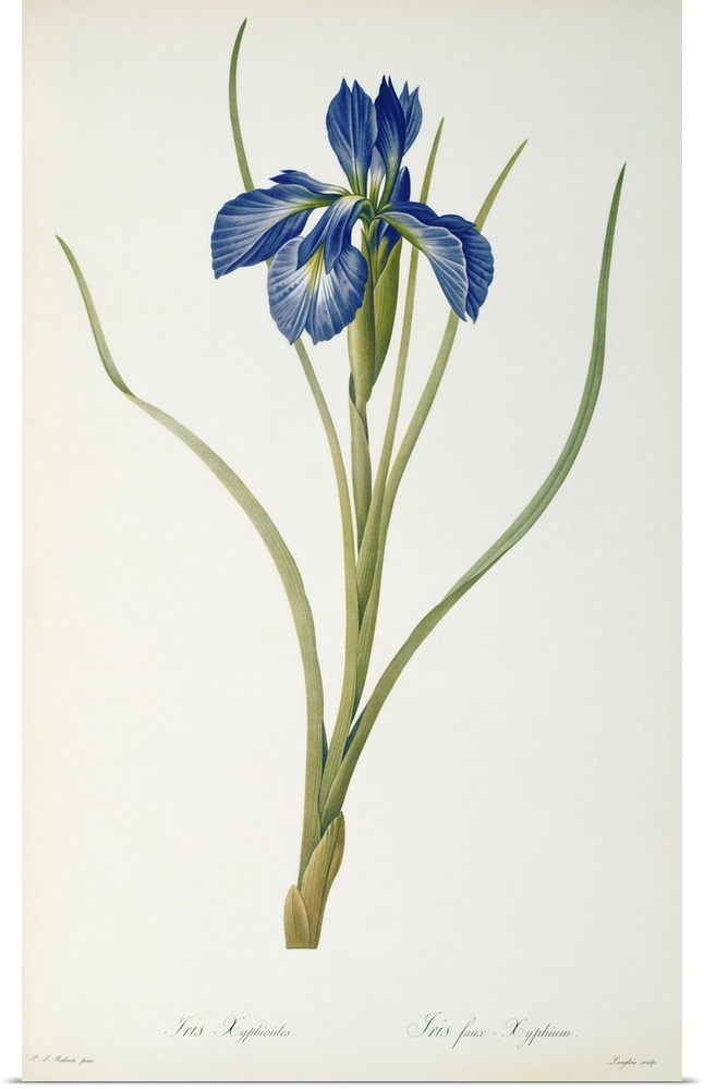 BAL46185 Iris Xyphioides, from `Les Liliacees', 1808 (coloured engraving)  by Redoute, Pierre Joseph (1759-1840); Linnean ...