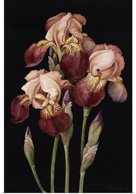 Irises, 2004